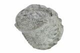 Wide Enrolled Flexicalymene Trilobite (Unprepped)- Mt Orab, Ohio #245199-1
